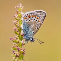 Common Blue 13 